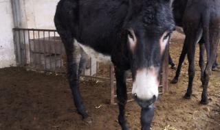 农村养殖需要多少钱 农村养殖需要多少钱