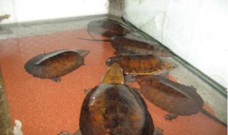 鹰嘴龟价格 鹰嘴龟价格