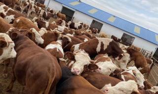 养牛怎么样 养牛怎么样