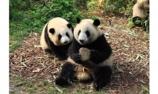 棕色大熊猫被认养