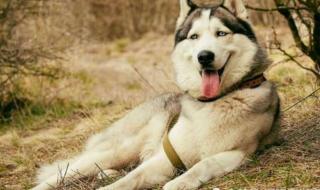 阿拉斯加雪橇犬哈士奇 阿拉斯加雪橇犬哈士奇