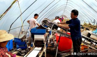 全国春播粮食已过八成 全国春播粮食已过八成