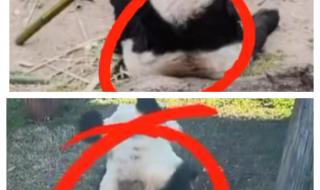 丫丫回国最新动态