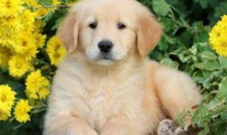 怎样训练金毛寻回犬 怎样训练金毛寻回犬